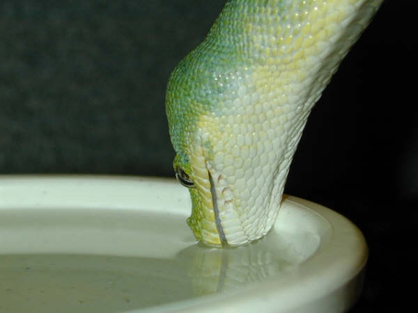 drink